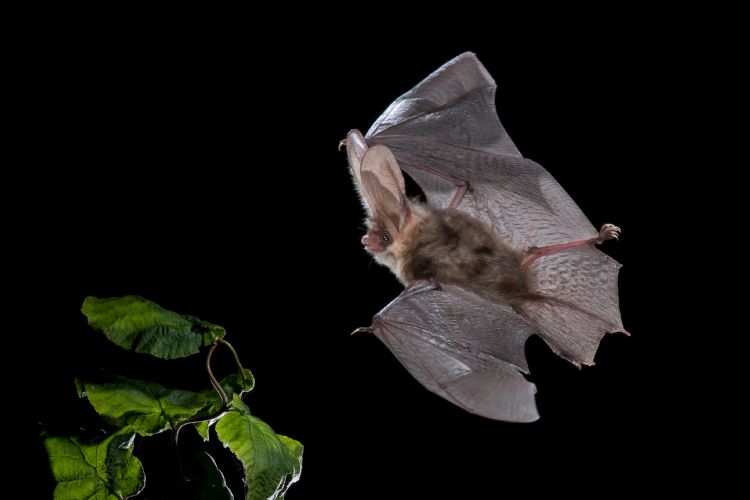 De gewone grootoorvleermuis heeft oren van 3 tot 4 centimeter lang. Hij kan zich 'inpakken' met zijn eigen oren door ze om zijn lijf te vouwen (Credit: Agami Photo Agency, Shutterstock) De gewone grootoorvleermuis heeft oren van 3 tot 4 centimeter lang. Hij kan zich 'inpakken' met zijn eigen oren door ze om zijn lijf te vouwen (Credit: Agami Photo Agency, Shutterstock)