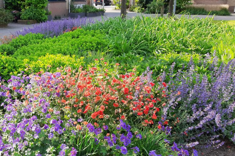 Daalmeerplein in Alkmaar, een goed voorbeeld van het bloeiende resultaat van een andere GreentoColour aanplant in Alkmaar Daalmeerplein in Alkmaar, een goed voorbeeld van het bloeiende resultaat van een andere GreentoColour aanplant in Alkmaar