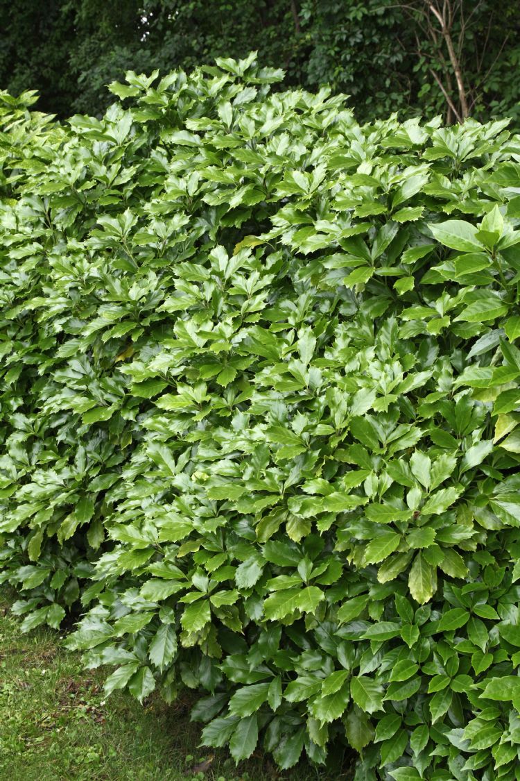 <i>Aucuba japonica</i> 'Dentata' <i>Aucuba japonica</i> 'Dentata'