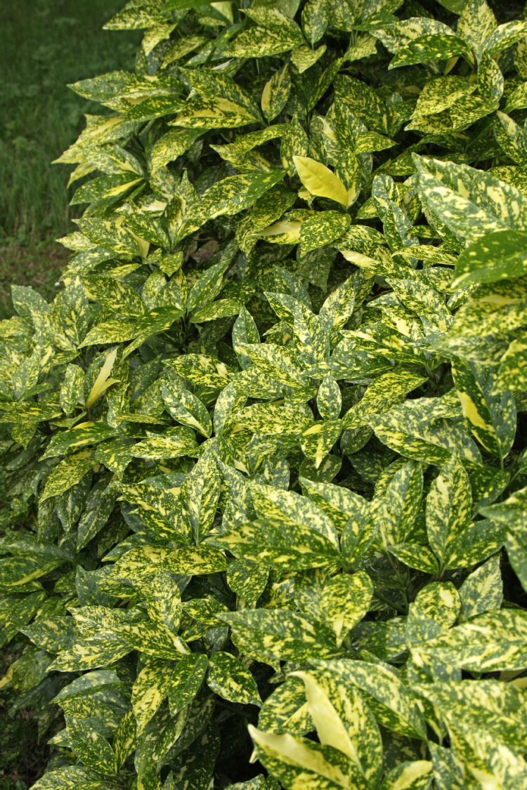 <i>Aucuba japonica</i> 'Crotonifolia' <i>Aucuba japonica</i> 'Crotonifolia'