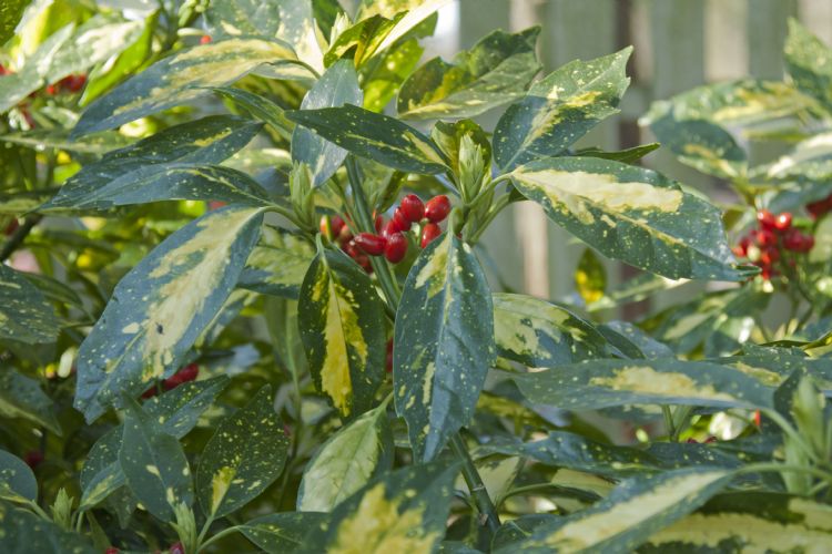 <i>Aucuba japonica</i> 'Picturata' <i>Aucuba japonica</i> 'Picturata'