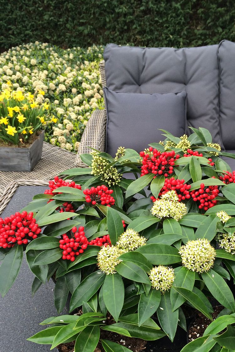 <i>Skimmia japonica</i> subsp. <i>reevesiana</i> <i>Skimmia japonica</i> subsp. <i>reevesiana</i>