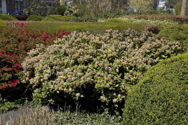 <i>Skimmia japonica</i> 'Rubella' <i>Skimmia japonica</i> 'Rubella'