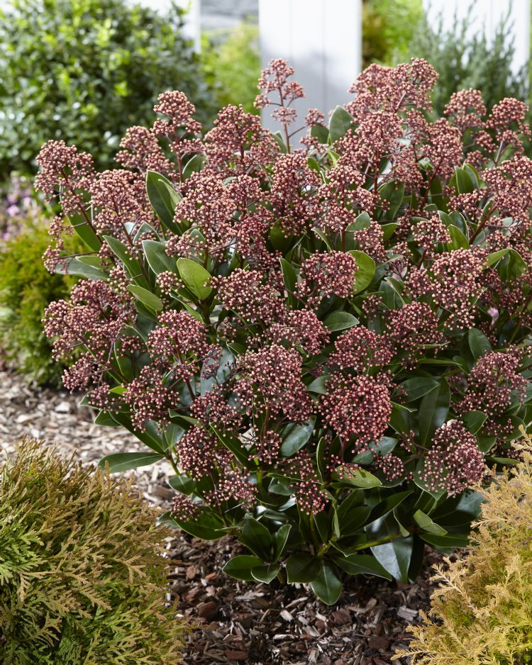 <i>Skimmia japonica</i> GOLD SERIES EXSTASE ('Exstbolwi') <i>Skimmia japonica</i> GOLD SERIES EXSTASE ('Exstbolwi')