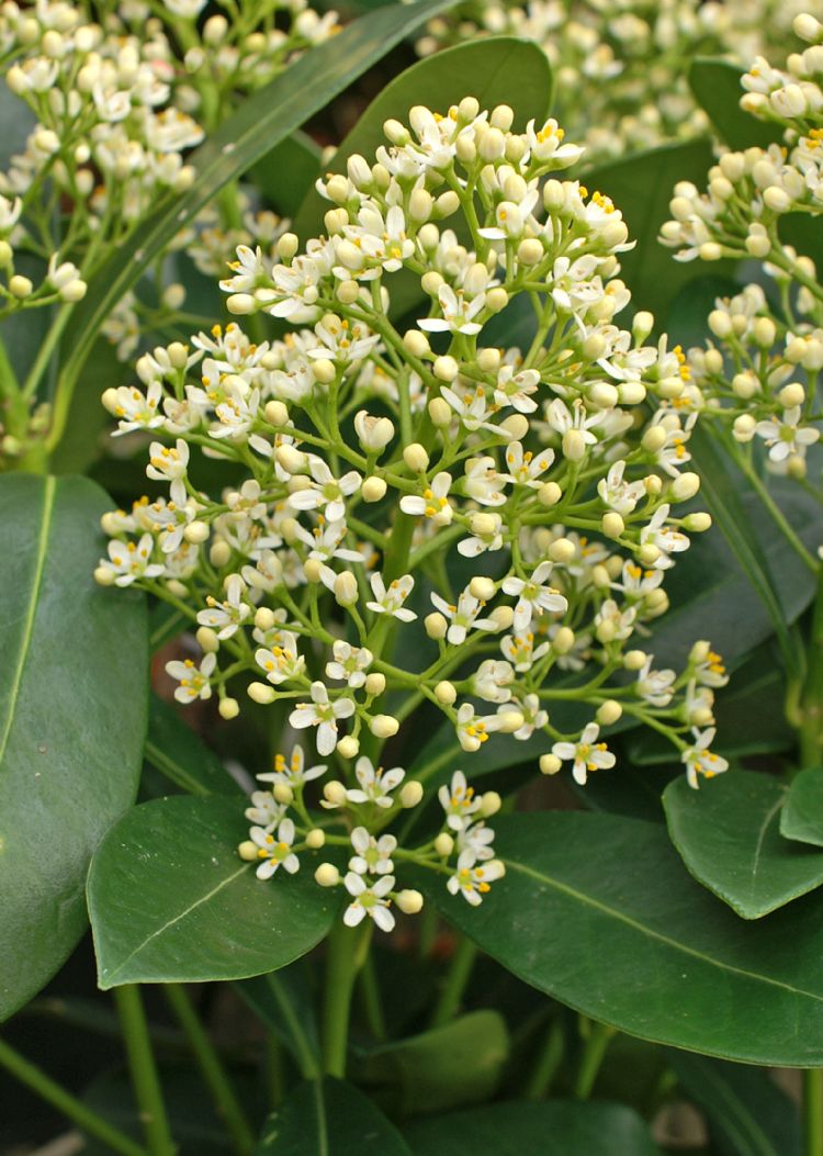 <i>Skimmia japonica</i> 'Finchy' <i>Skimmia japonica</i> 'Finchy'