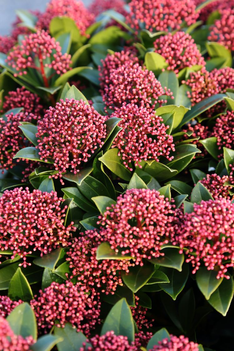<i>Skimmia japonica</i> PINK DWARF ('Moerings 47') <i>Skimmia japonica</i> PINK DWARF ('Moerings 47')