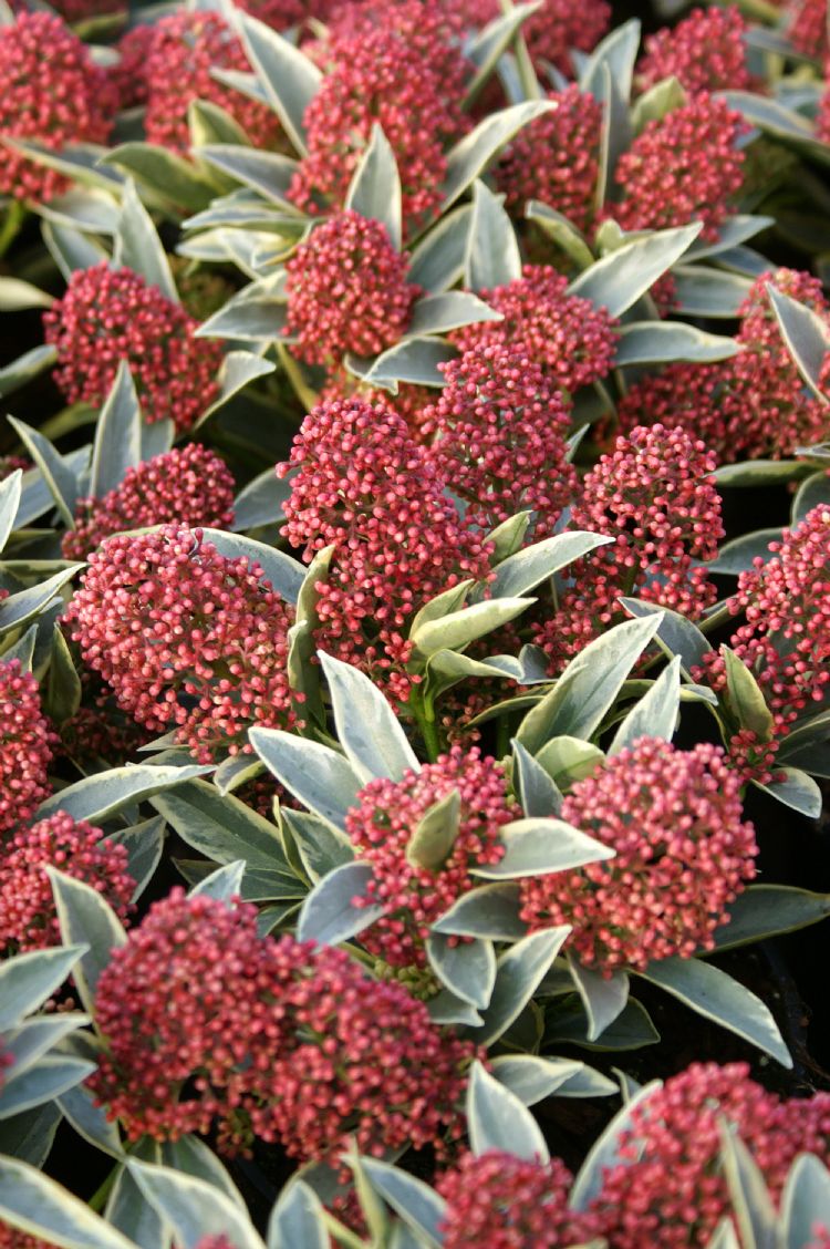 <i>Skimmia japonica</i> 'Magic Marlot' <i>Skimmia japonica</i> 'Magic Marlot'