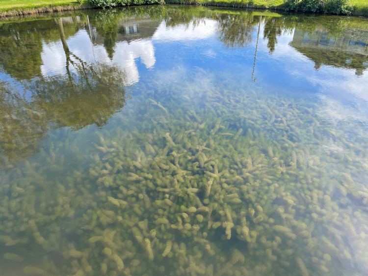 Ongelijkbladig vederkruid Ongelijkbladig vederkruid