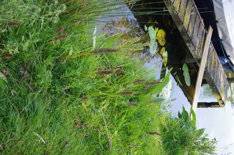 Aandacht voor de rode lijst. Ruimte voor de rietorchis langs de Rijn- en Schiekade Aandacht voor de rode lijst. Ruimte voor de rietorchis langs de Rijn- en Schiekade