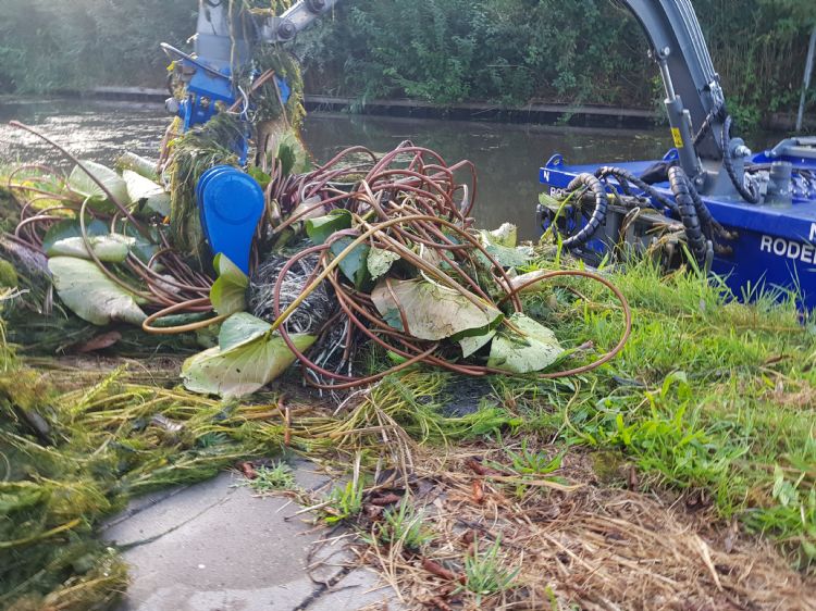 De strijd aangaan met gele plomp De strijd aangaan met gele plomp