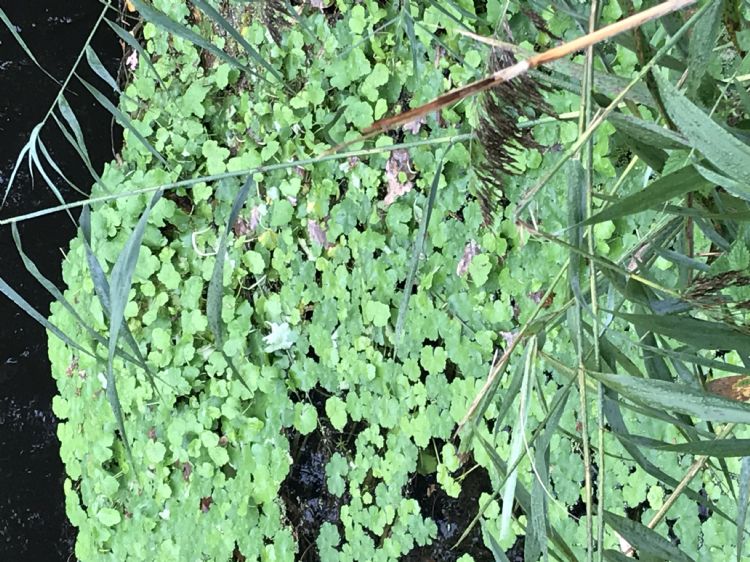 Grote waternavel is een invasieve oeverplant afkomstig uit Zuid-Amerika en ingevoerd als vijverplant Grote waternavel is een invasieve oeverplant afkomstig uit Zuid-Amerika en ingevoerd als vijverplant