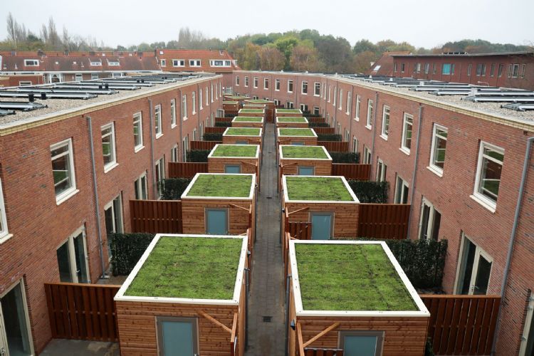De bergingen van de woningen zijn voorzien van sedumdaken. Foto T&G Groep De bergingen van de woningen zijn voorzien van sedumdaken. Foto T&G Groep