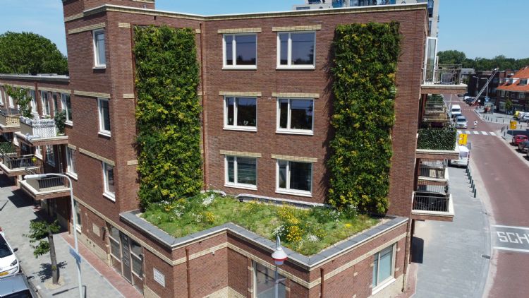 De groene gevels en het Sedum-kruidendak dragen bij aan de lokale biodiversiteit. Foto Sempergreen De groene gevels en het Sedum-kruidendak dragen bij aan de lokale biodiversiteit. Foto Sempergreen