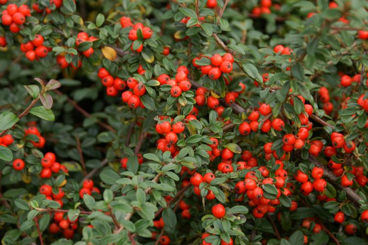 <i>Cotoneaster suecicus</i> 'Coral Beauty' <i>Cotoneaster suecicus</i> 'Coral Beauty'