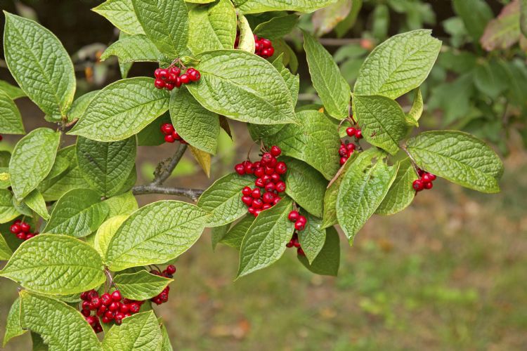 <i>Cotoneaster bullatus</i> <i>Cotoneaster bullatus</i>