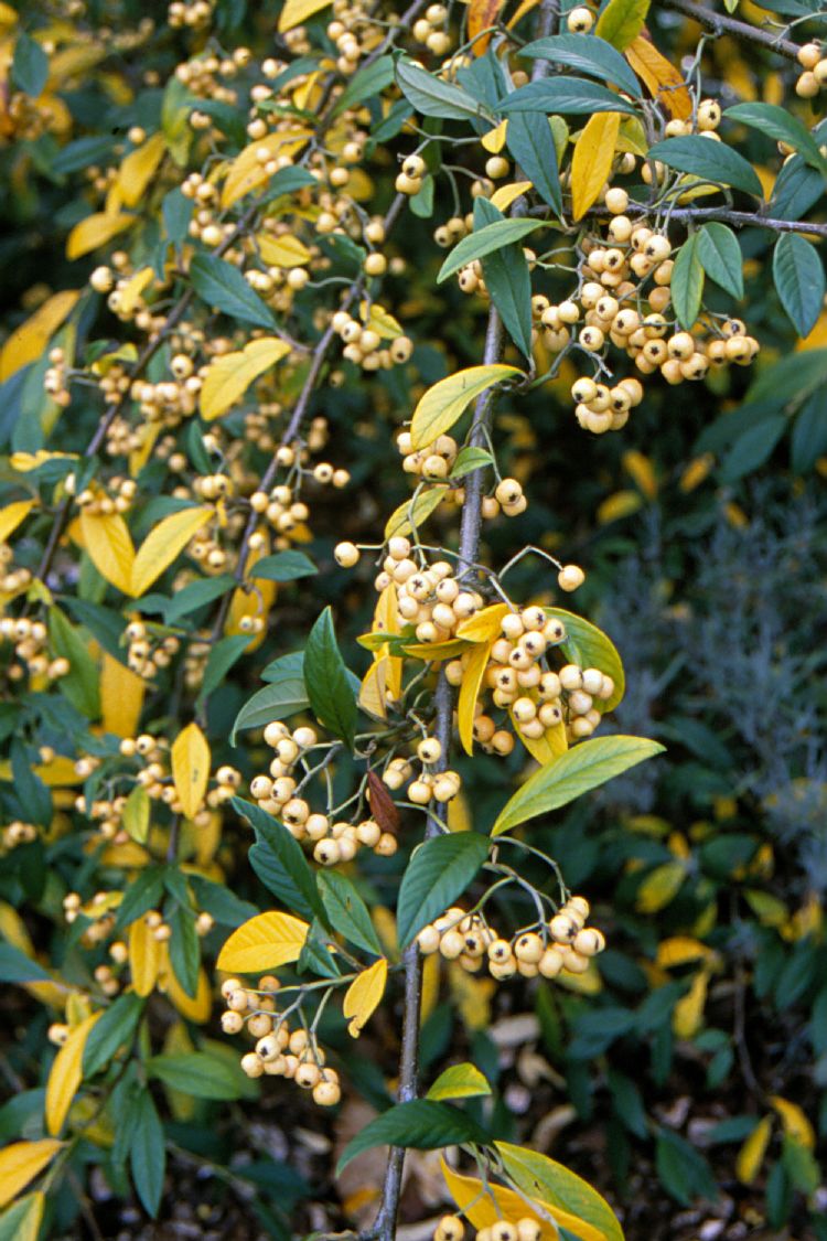 <i>Cotoneaster watereri</i> 'Exburiensis <i>Cotoneaster watereri</i> 'Exburiensis