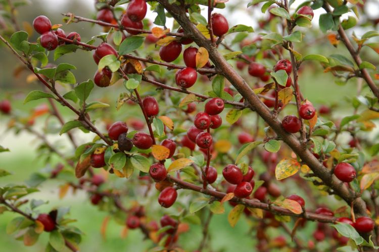 <i>Cotoneaster divaricatus</i> <i>Cotoneaster divaricatus</i>