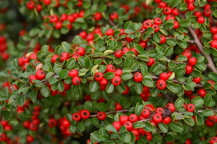 <i>Cotoneaster hjelmqvistii</i> <i>Cotoneaster hjelmqvistii</i>