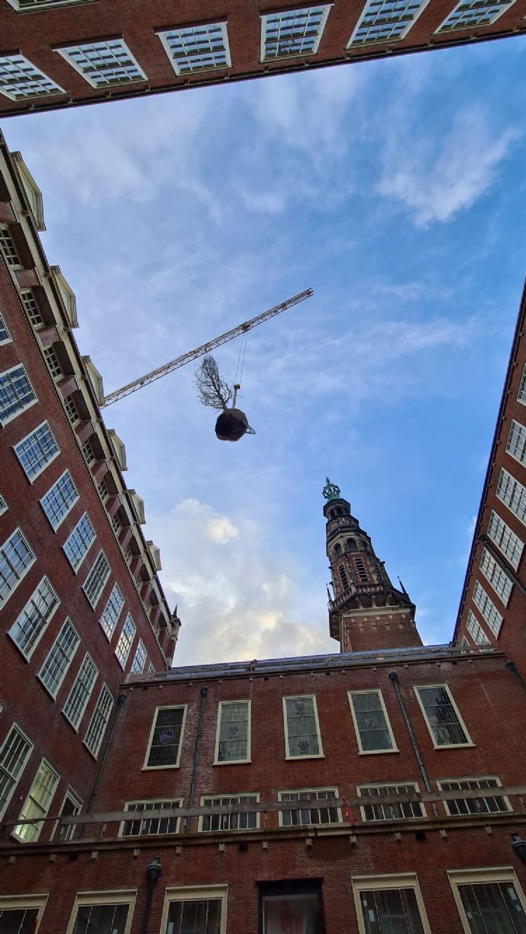 De forse tulpenboom moet met een kraan in de stadhuistuin worden neergelaten. De forse tulpenboom moet met een kraan in de stadhuistuin worden neergelaten.