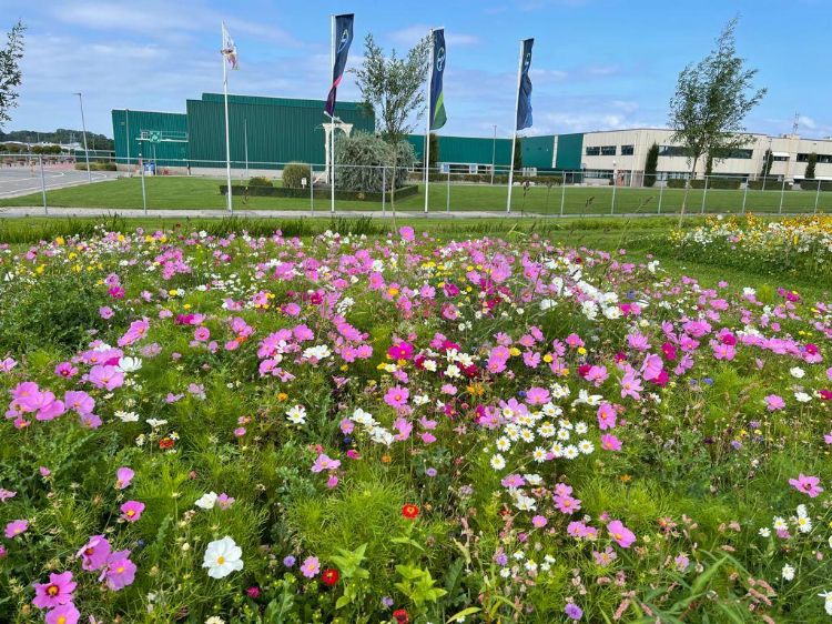 Toepassing van veldbloemen op een industrieterrein Toepassing van veldbloemen op een industrieterrein