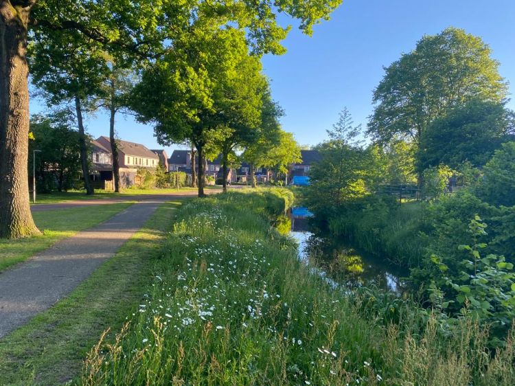 Ook in een woonwijk past een gras-kruidenvegetatie goed Ook in een woonwijk past een gras-kruidenvegetatie goed