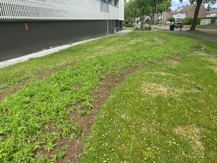 Een mooie toepassing binnen de bebouwde kom is het aanleggen van een bloemenlint in een bestaande grasmat - hier een paar weken na inzaai Een mooie toepassing binnen de bebouwde kom is het aanleggen van een bloemenlint in een bestaande grasmat - hier een paar weken na inzaai