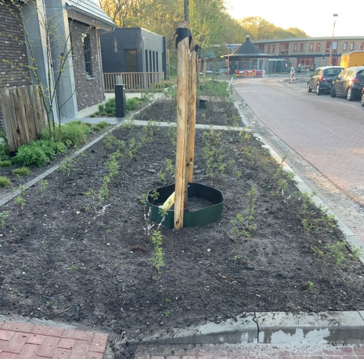 Bladmulch direct na aanplant Bladmulch direct na aanplant