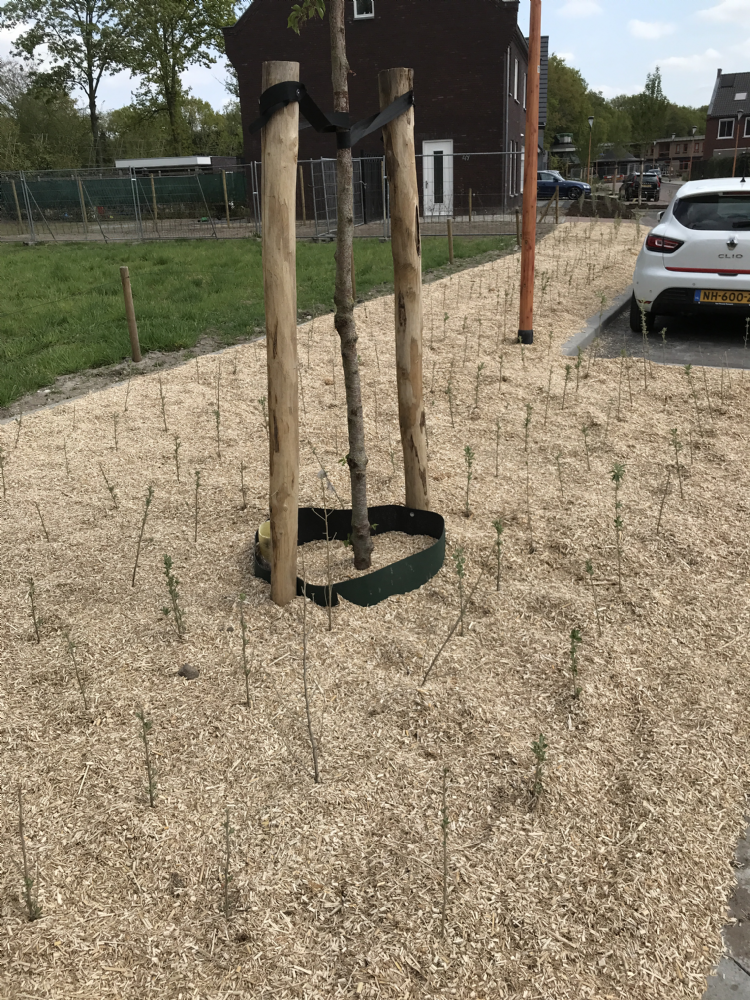 <i>Miscantus</i>-mulch direct na aanplant <i>Miscantus</i>-mulch direct na aanplant