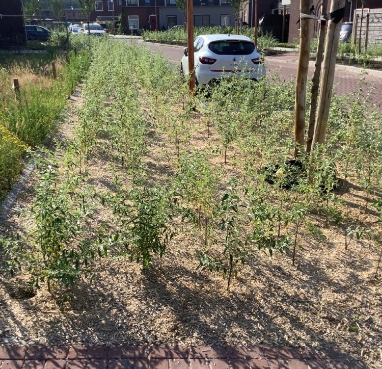 <i>Miscantus</i>-mulch na drie maanden <i>Miscantus</i>-mulch na drie maanden