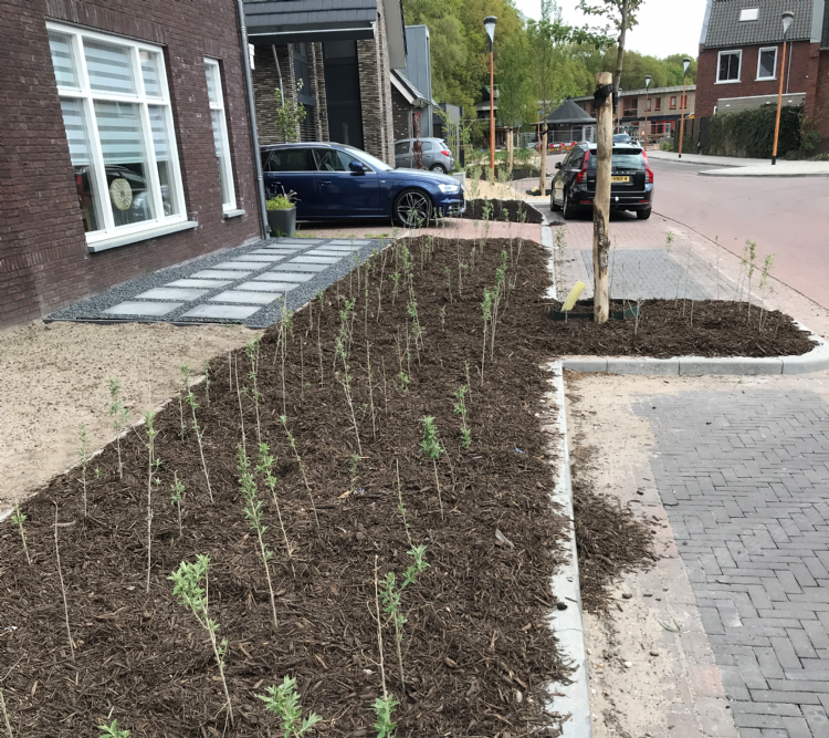 Houtmulch direct na aanplant Houtmulch direct na aanplant
