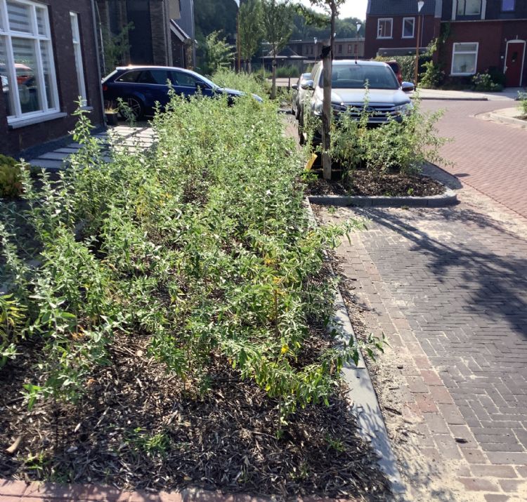 Houtmulch na drie maanden Houtmulch na drie maanden