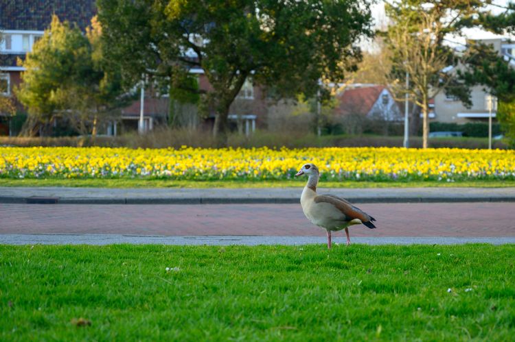Gebruikte soorten op het Eiberplein: <i>Chionodoxa, Crocus, Fritillaria, Tulipa, Hyacinthoides, Leucojum, Narcissus, Puschtina en Scilla</i>. Foto: Lilian Fotografie Gebruikte soorten op het Eiberplein: <i>Chionodoxa, Crocus, Fritillaria, Tulipa, Hyacinthoides, Leucojum, Narcissus, Puschtina en Scilla</i>. Foto: Lilian Fotografie