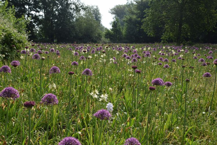 Bonte berm in Den Haag met bollen van JUB Holland Bonte berm in Den Haag met bollen van JUB Holland