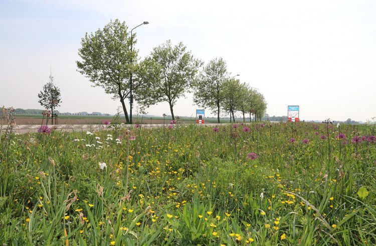 Bij het verschralen van de berm komt er steeds meer ruimte voor verschillende soorten kruiden die zich thuis voelen op de grondsoort.