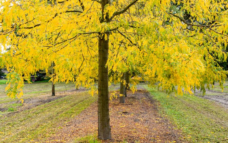 <i>Gleditsia triacanthos</i> <i>Gleditsia triacanthos</i>