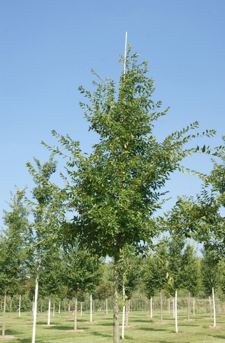 <i>Celtis julianae</i> <i>Celtis julianae</i>