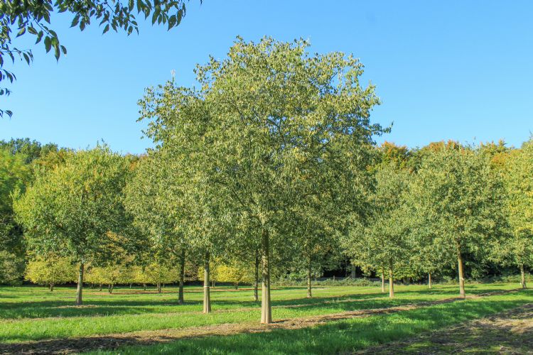 <i>Celtis australis</i> <i>Celtis australis</i>