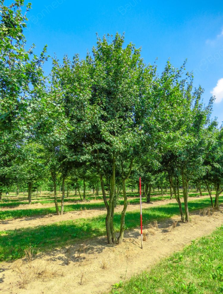 <i>Acer campestre</i> <i>Acer campestre</i>