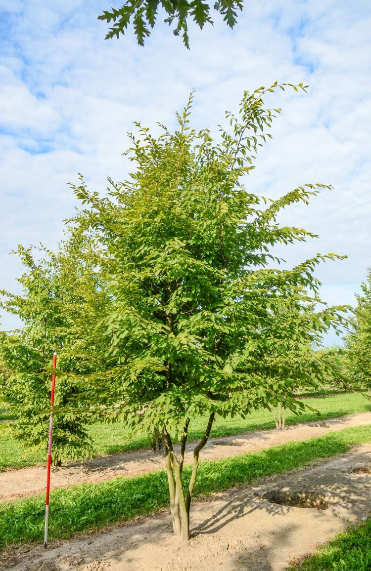 <i>Carpinus betulus</i> <i>Carpinus betulus</i>