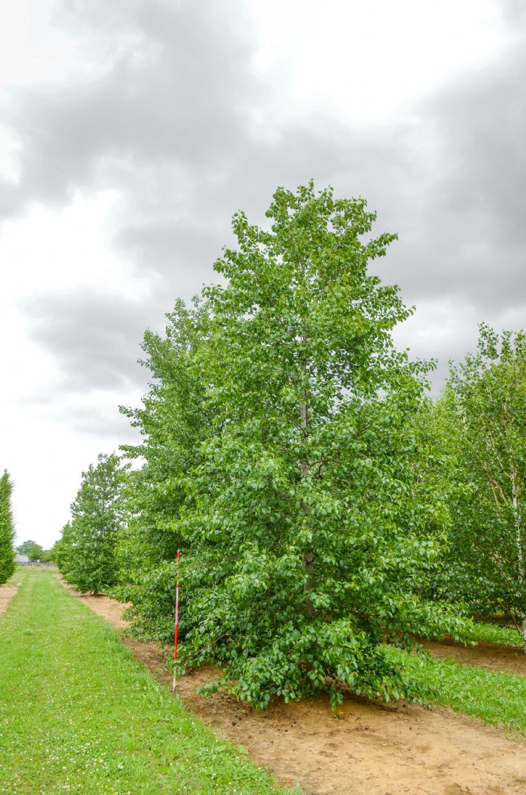 <i>Alnus cordata</i> <i>Alnus cordata</i>
