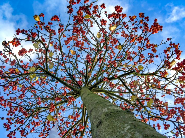 <i>Malus</i> 'Evereste' <i>Malus</i> 'Evereste'