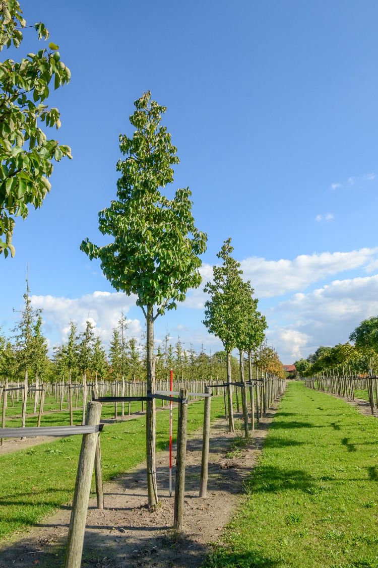<i>Malus tschonoskii</i> <i>Malus tschonoskii</i>