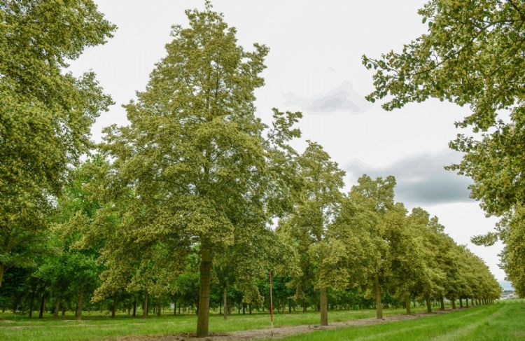 <i>Tilia cordata</i> 'Dila' <i>Tilia cordata</i> 'Dila'