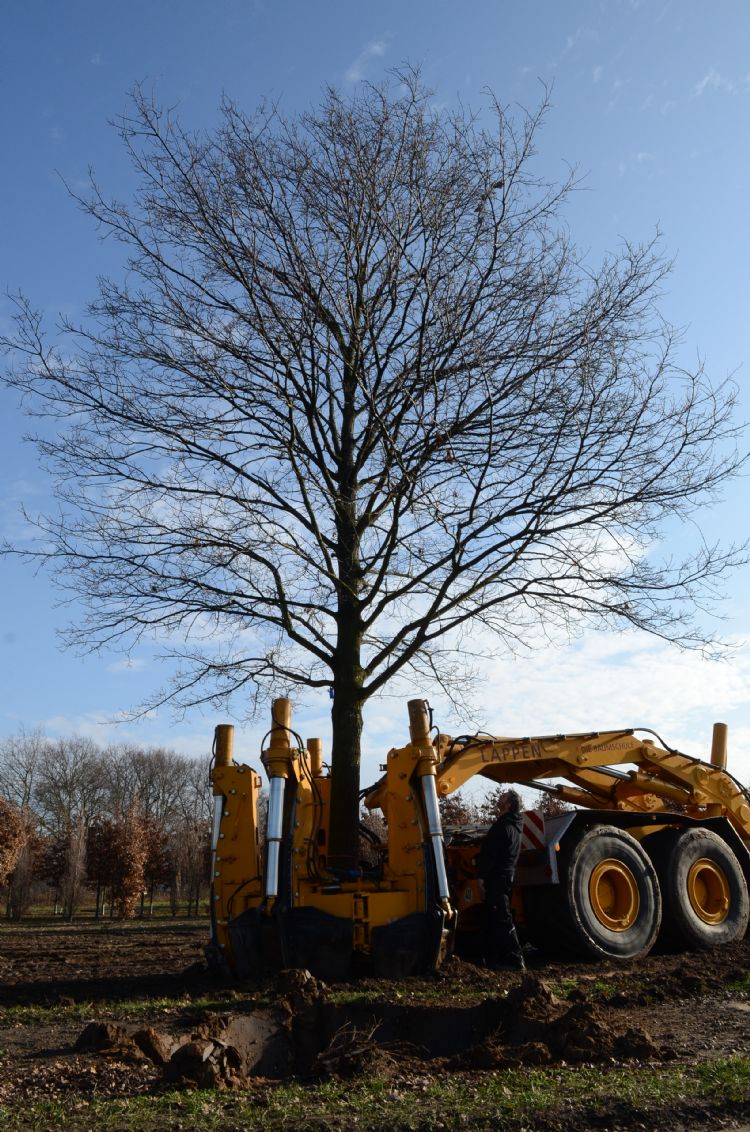 <i>Quercus robur</i> <i>Quercus robur</i>
