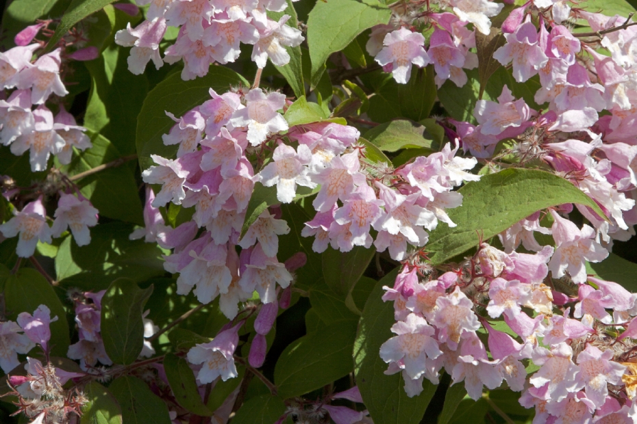 <i>Kolkwitzia amabilis</i> 'Rosea' <i>Kolkwitzia amabilis</i> 'Rosea'