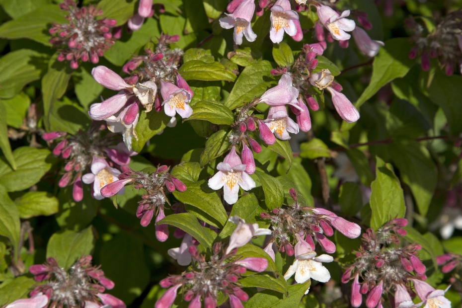 <i>Kolkwitzia amabilis</i> 'Kellokas' <i>Kolkwitzia amabilis</i> 'Kellokas'