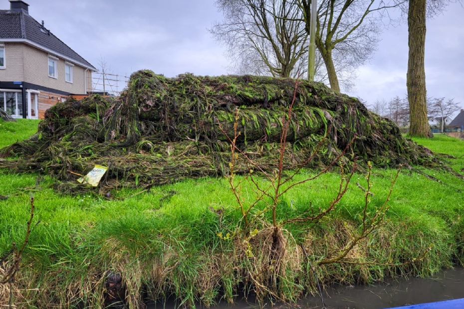 Een hoop verwijderde invasieve exoten Een hoop verwijderde invasieve exoten