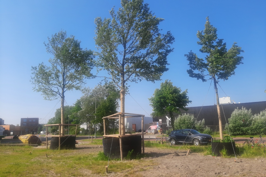 Bomen die tijdelijk weg moeten, krijgen een plekje op de bomencamping Bomen die tijdelijk weg moeten, krijgen een plekje op de bomencamping