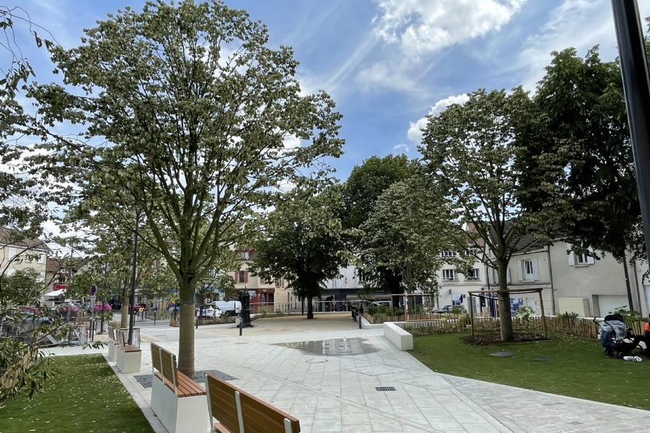 Herblay-sur-Seine: <i>Tilia tomentosa</i> 'Brabant' Herblay-sur-Seine: <i>Tilia tomentosa</i> 'Brabant'