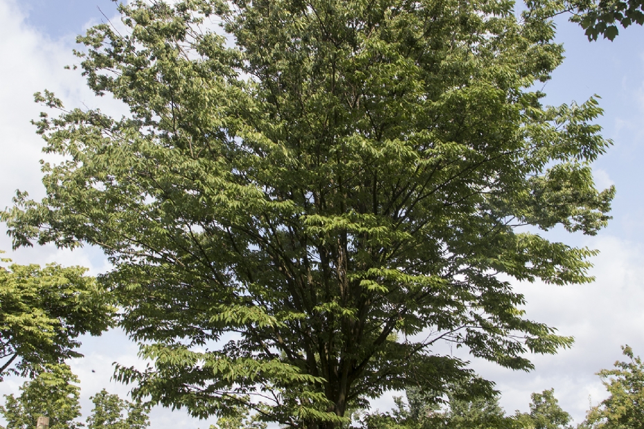<i>Zelkova serrata</i> meerstam op airpot <i>Zelkova serrata</i> meerstam op airpot